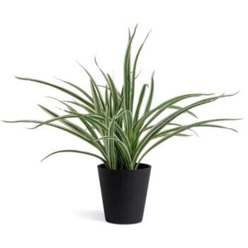 Sainsbury's Home Large Faux Spider Plant Green