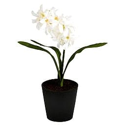 Sainsburys Home Small Hyacinth in Plastic Pot