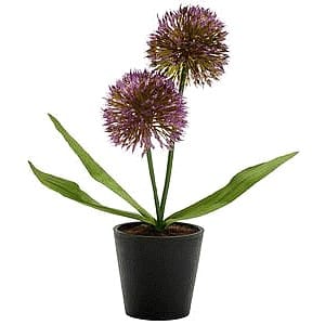 Sainsbury's Home Small Primula in Plastic Pot