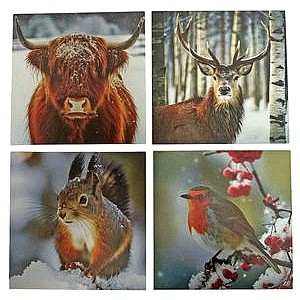 Sainsbury's Home Wildlife Photographic Multipack Card (24)