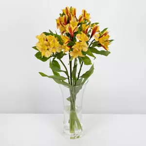 Alstroemeria