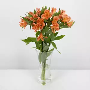 Alstroemeria