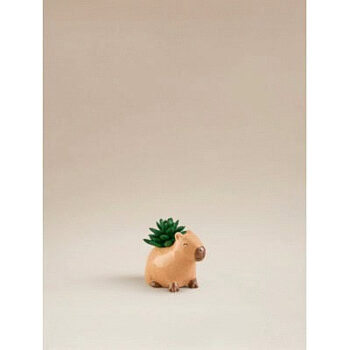 George Home Capybara Succulent