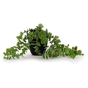 George Home Faux Trailing Plant