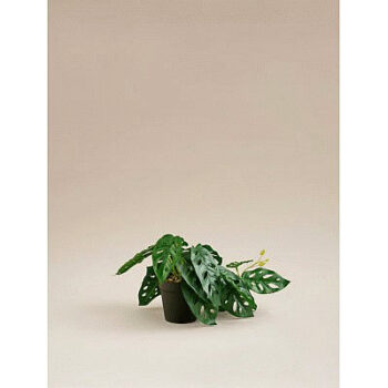 George Home Monkey Mask