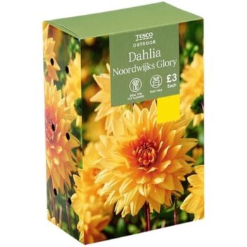 Tesco Dahlia Noordwijk's Glory