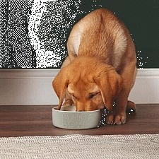 Scruffs My First Puppy Bowl Grey